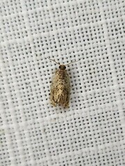 Acroceuthes metaxanthana