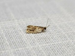 Acroceuthes metaxanthana