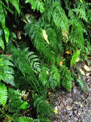 Leptopteris hymenophylloides