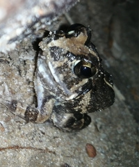 Sphaerotheca pluvialis