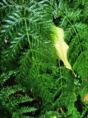 Leptopteris hymenophylloides
