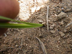 Tulbaghia leucantha