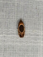 Hoplomorpha abalienella