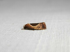 Hoplomorpha abalienella