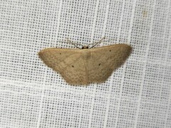 Scopula optivata