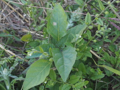 Gymnanthemum amygdalinum