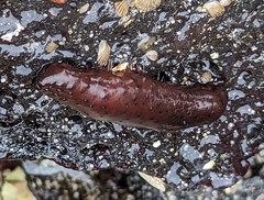 Holothuria difficilis