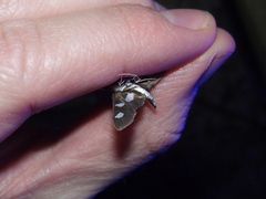 Desmia funeralis