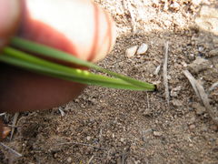 Tulbaghia leucantha