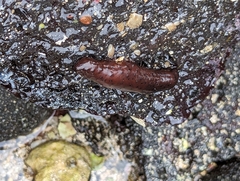 Holothuria difficilis