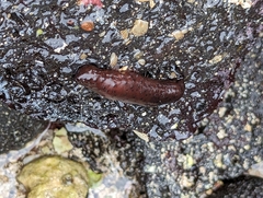 Holothuria difficilis