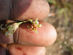 Tulbaghia leucantha