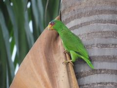 Amazona albifrons
