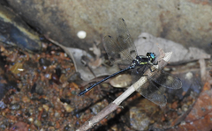 Eusynthemis aurolineata