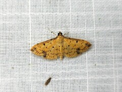 Herpetogramma cynaralis