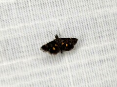 Heliothela