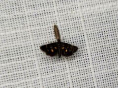 Heliothela
