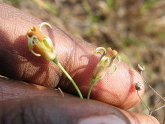 Tulbaghia leucantha