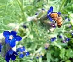 Anchusa hybrida