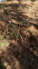 Magnoliopsida