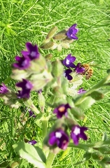 Anchusa hybrida