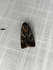 Agrotis munda