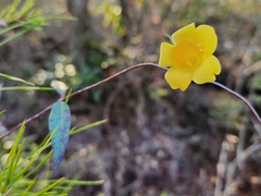 Gelsemium sempervirens