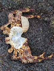 Grapsus tenuicrustatus