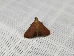 Endotricha dispergens