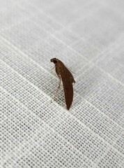 Endotricha dispergens