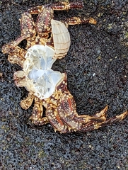 Grapsus tenuicrustatus