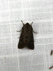 Dasygaster padockina