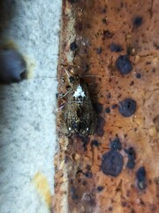 Arrade leucocosmalis