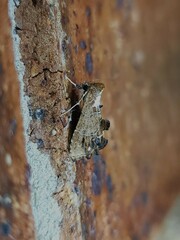 Arrade leucocosmalis