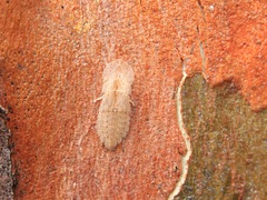 Ledromorpha planirostris