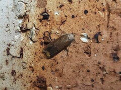 Tachystola acroxantha