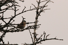 Junco hyemalis mearnsi