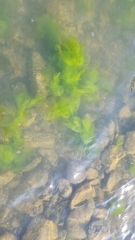 Ulva