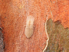 Ledromorpha planirostris