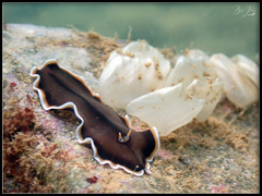 Callioplana marginata
