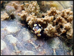 Colpodaspis thompsoni