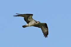 Pandion haliaetus