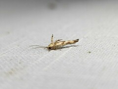 Stathmopoda melanochra