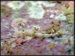 Eubranchus