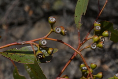 Eucalyptus concinna