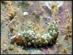 Eubranchus