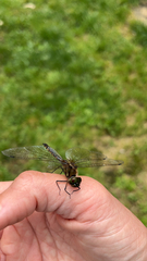 Hemicordulia armstrongi