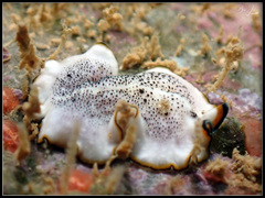 Pseudoceros heronensis