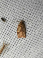 Oligoloba severa