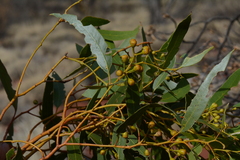 Eucalyptus concinna